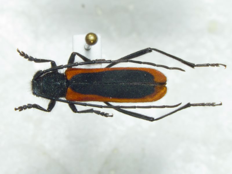 Amarysius duplicatus Tsherepanov, 1980
